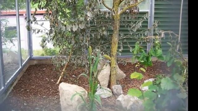 Уличные вольеры. смотреть онлайн