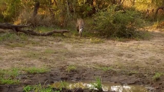 АФРИКА. БОЛЬШАЯ АФРИКАНСКАЯ ПЯТЁРКА ЗА 10 МИНУТ. | HD | BBC KSN Animal planet смотреть онлайн