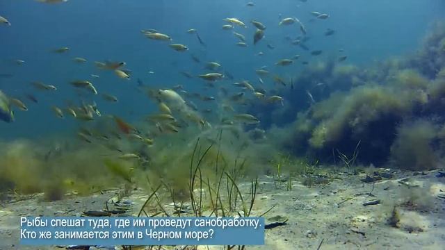Почему губаны плавают вниз головой смотреть онлайн