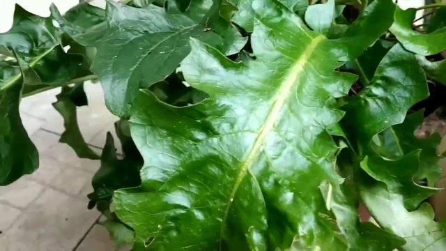 Gerbera Daisies : Best fertilizer for getting Bigger and More Flowers from Gerbera Plant смотреть онлайн