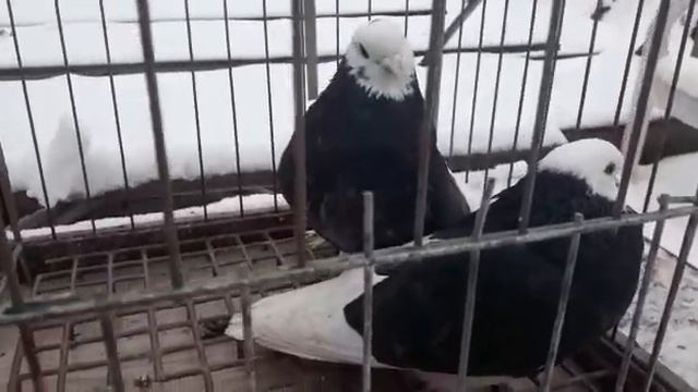 Ижевские обрезные Смирнова В. смотреть онлайн