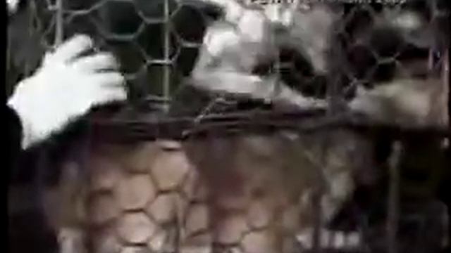 Китайцы убивают всех кошек в Пекине