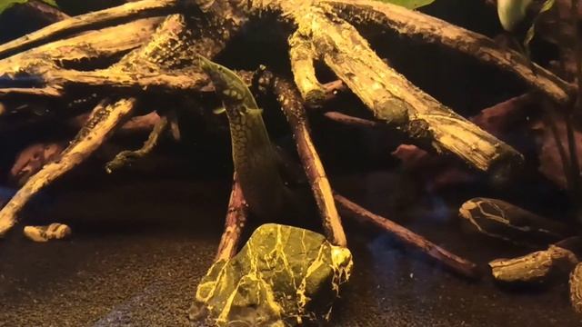 Тетра конго, мастацембел арматус, полиптерус эндлихера и другие рыбы. смотреть онлайн