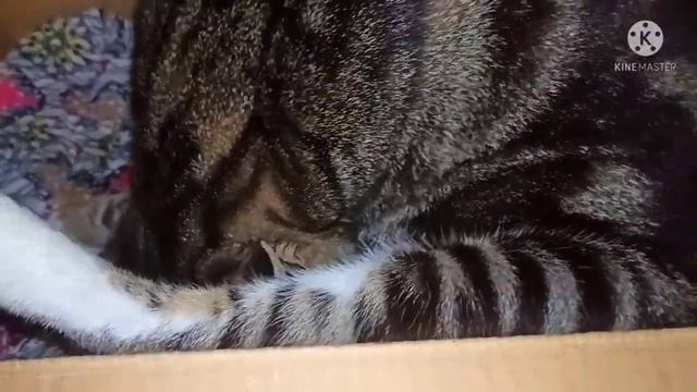 The birth of a whole cat.ولادة قطتي смотреть онлайн