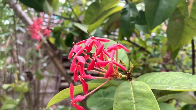 Reethi Beach Resort Maldives Island || Fonimagoodhoo - Baa Atoll 4k 2022