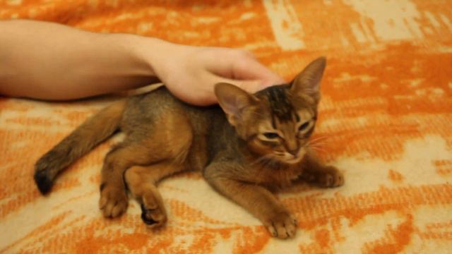 Абиссинская кошечка из помета П ищет хозяев!