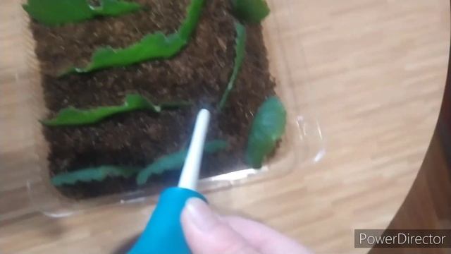 УКОРЕНЕНИЕ ГЛОКСИНИИ ,ФРАГМЕНТОМ ЛИСТА.САЖАЕМ,ПОЛИВАЕМ . смотреть онлайн