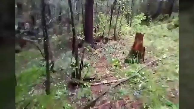 Выезд в лес , подготовка к зимней добыче пушнины смотреть онлайн