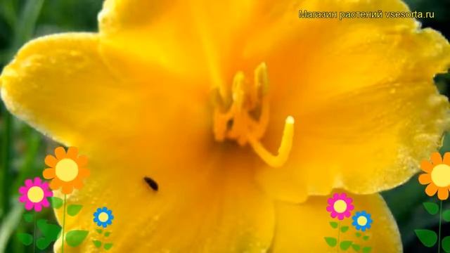 Лилейник гибридный Мини Стелла. Краткий обзор, описание характеристик hemerocallis Mini Stella смотреть онлайн