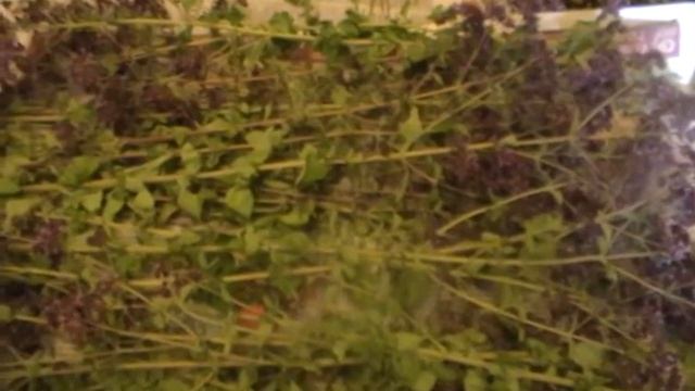 Сбор лекарственных трав/2 часть//Душица обыкновенная(oregano)-применение. смотреть онлайн