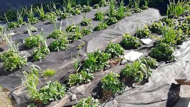 Огородные грядки.  Обзор огорода на 1 июня. Вся рассада высажена