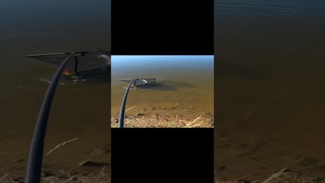 Жара. Толстолобик. https://youtu.be/kb2VDqxipyY #рыбалка #толстолобик #рыбалкасКарпятником смотреть онлайн