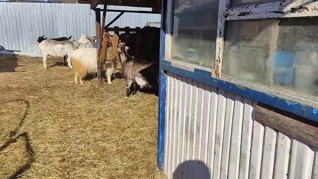 Вольерное содержание коз и коров, на сене круглый год. Что ещё произошло!#деревня#козы#корова смотреть онлайн