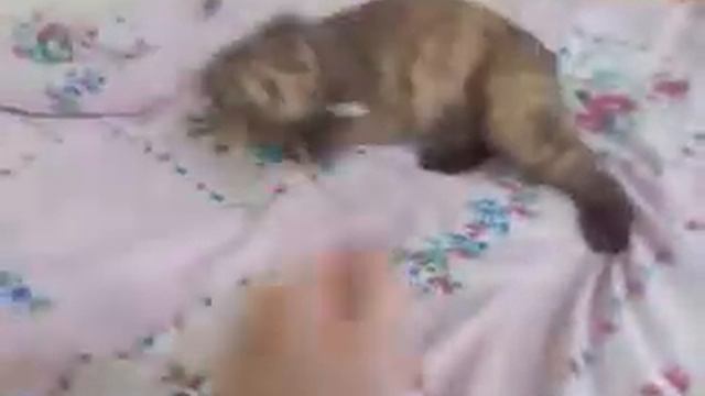 angry little cat\злой маленький кот смотреть онлайн