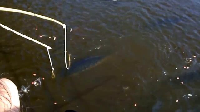 Рыбалка на ОГРОМНУЮ РЫБУ (Арапайма) в Таиланде! смотреть онлайн