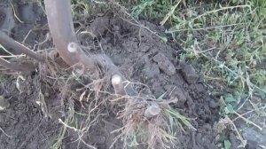 Картофелекопалка из культиваторной лапы.