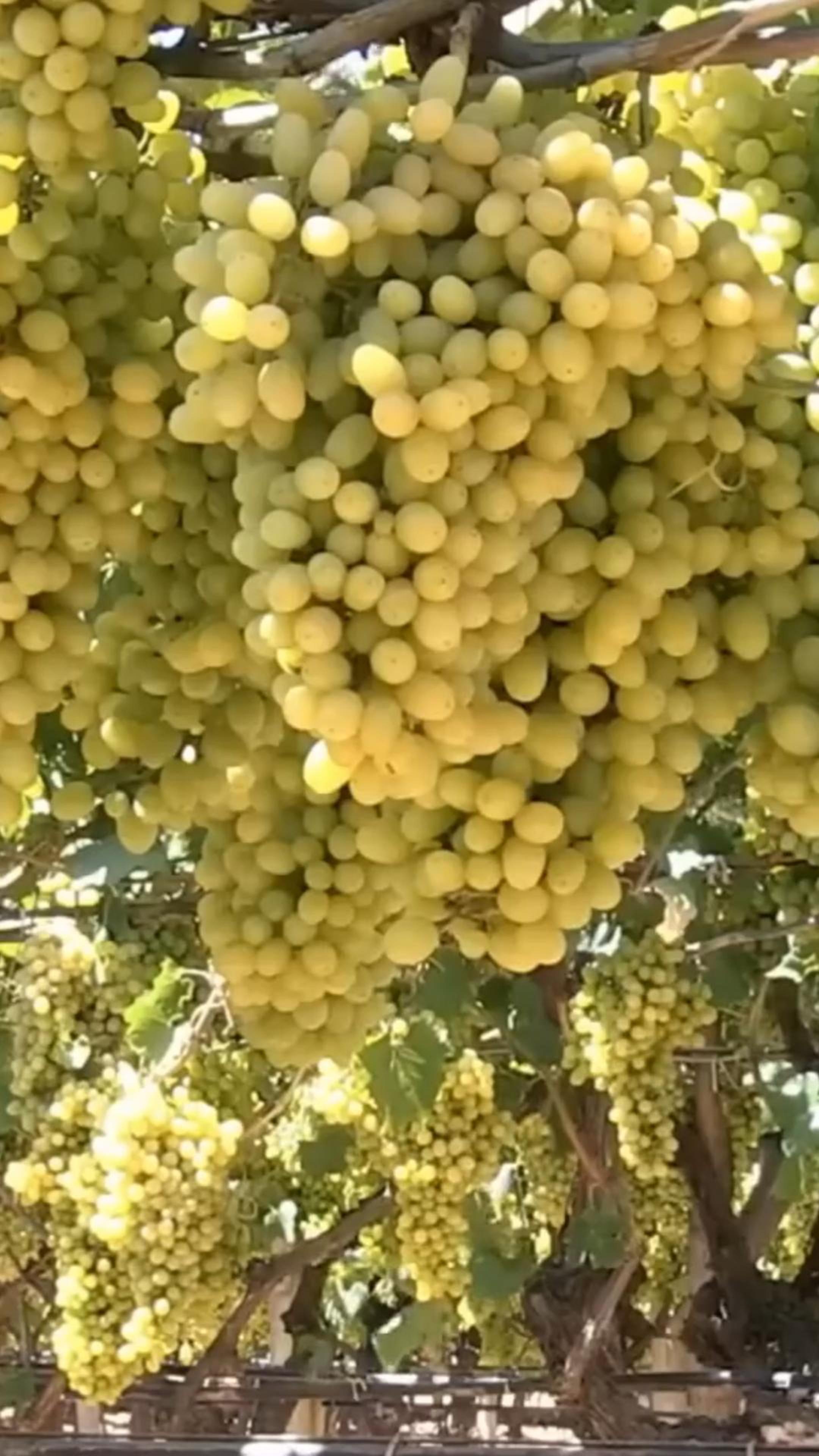 Масштабное производство изюма #изюм #виноград #shorts смотреть онлайн