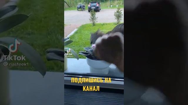 КОТ НАПАДАЕТ НА ХОЗЯИНА смотреть онлайн