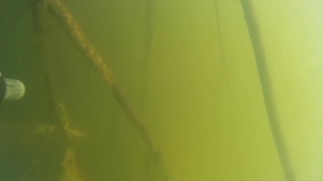 Лежка огромных СОМОВ!подводная охота на сома 2019! смотреть онлайн