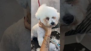 Как подстричь мордашку бишону ☺️ #dog #viral #pet #animal