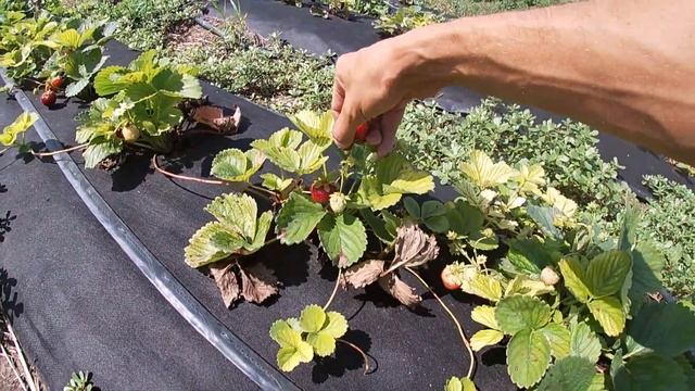 Клубника 9 августа? - Да! Цена не растёт. Ремонтантная клубника