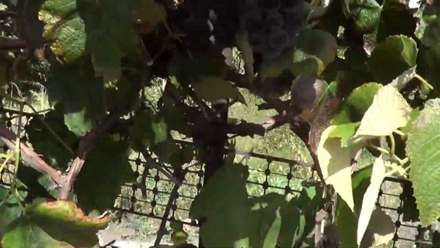 Винный сорт винограда 2017 Украина смотреть онлайн