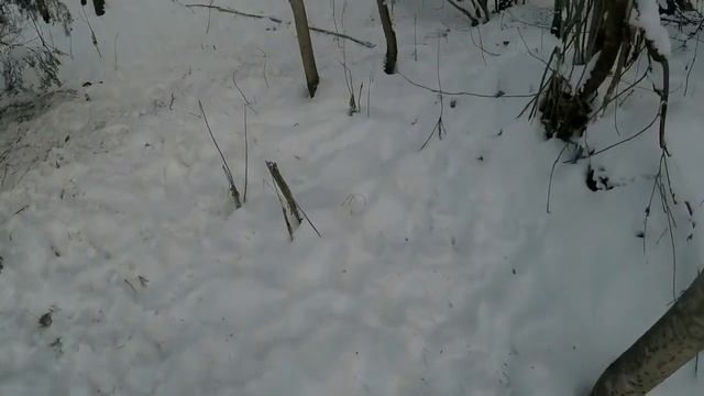 Кормушка для кабана. Полезный совет смотреть онлайн