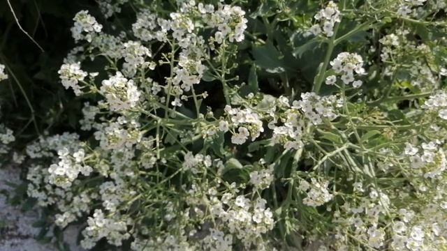 Интересное съедобное растение с запахом меда. Растет возле моря. Канал Тутси Влог. смотреть онлайн