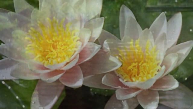 CЧАСТЬЕ. Happiness смотреть онлайн