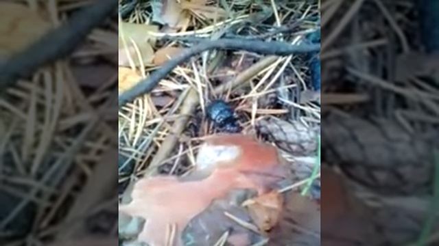Жучок смотреть онлайн