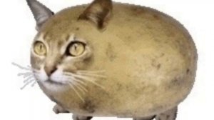 Мышка-Сосиска, Собачка-Жвачка, Кошка-Картошка - куку я немножко