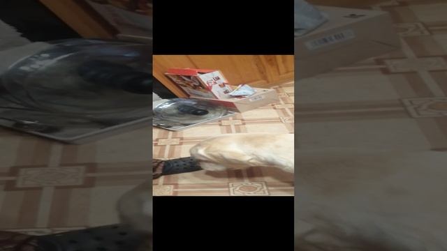 Четвероногий друг Ричард смотреть онлайн