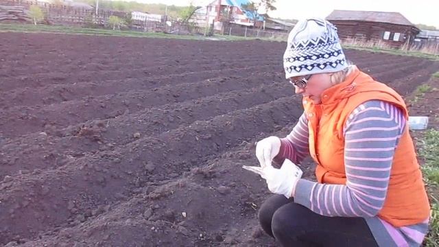 Сею кабачки и патиссоны 26.05.2018 смотреть онлайн