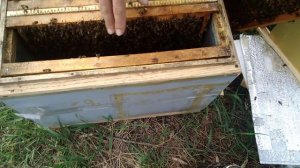 Развитие слабых пчелиных семей весной.Что делать, если Ваши пчелы слабые часть 2