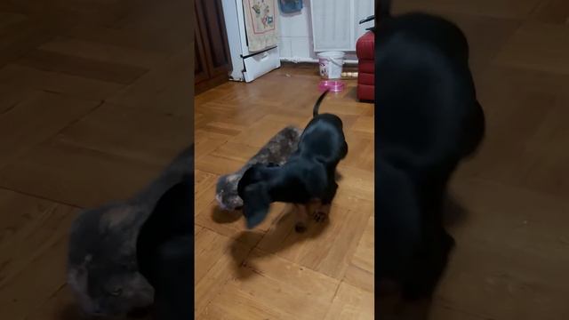 Собака и кот спариваются. смотреть онлайн