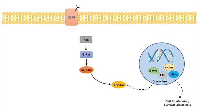 Ras Raf MEK ERK Signaling Pathway - Overview, Regulation And Role In Pathology