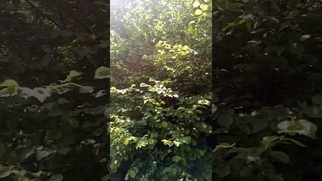 Осенние листья орешника смотреть онлайн