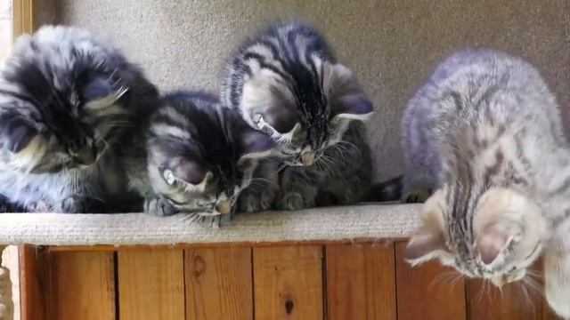 Британские котята в возрасте 10 недель (Litter-H2) смотреть онлайн