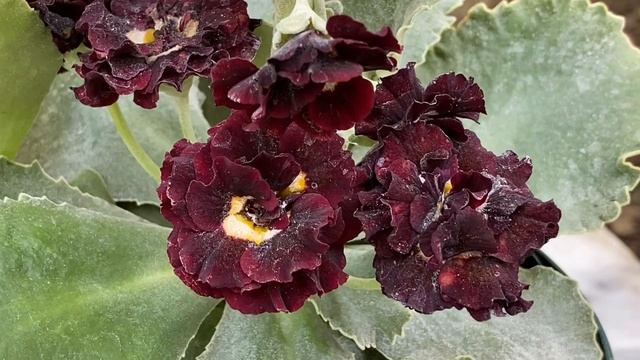 Примула Аурикула Blackjack / Primula Auricula Blackjack. смотреть онлайн