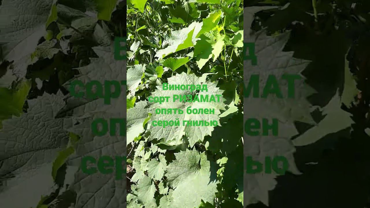 ВИНОГРАДа много в этом году Урожай будет хорошим А виноград сорта РИЗАМАТ опять с серой гнилью смотреть онлайн