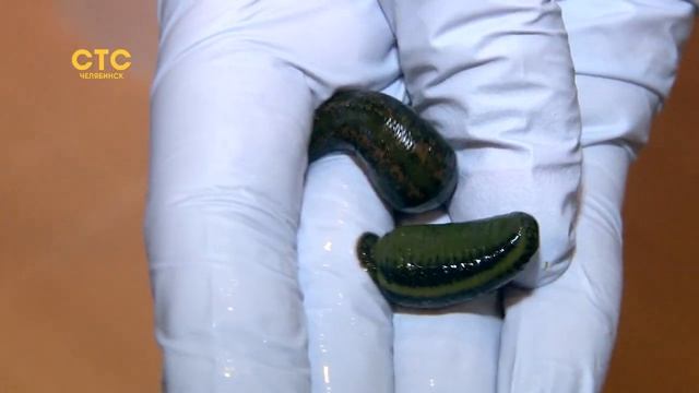 Пиявки-путешественники требуют особых условий и отношения смотреть онлайн