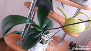 "Хотела я полететь"  Сказка Эльфики Рассказ -вдохновение!!!