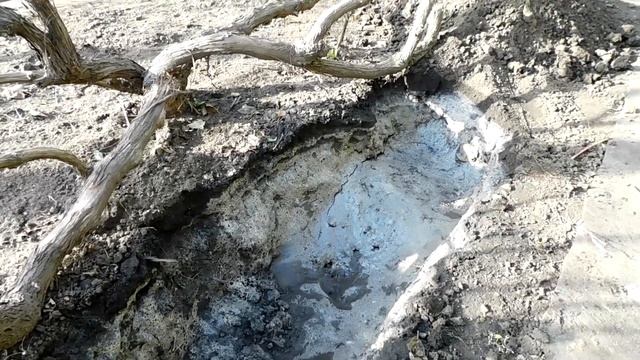 Влагозарядный Полив и Обработка Железным Купоросом Винограда смотреть онлайн