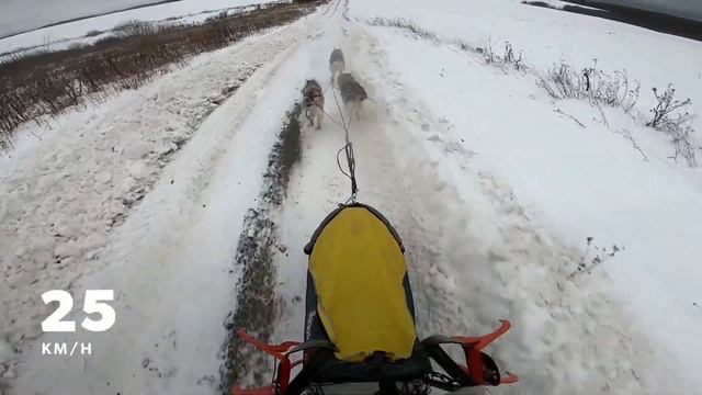 Перевернулся на скорости 30 км\ч | Первая поездка в упряжке с хаски в этом году | Husky VLOG смотреть онлайн