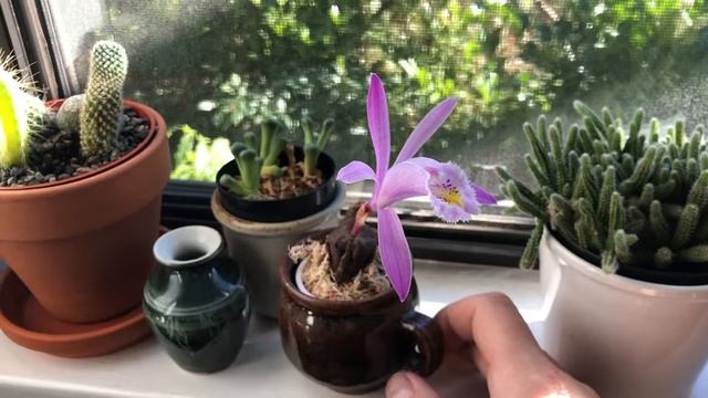 Pleione praecox bloom смотреть онлайн