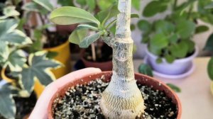 Адениумы. Укоренение воздушным отводком. Прививка адениумов