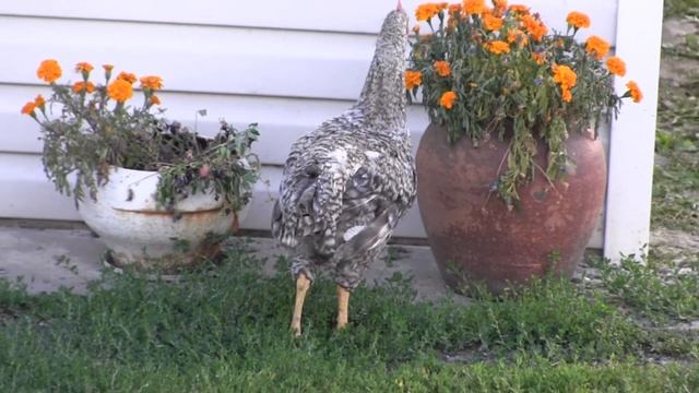 Домашние животные. Ферма. Знакомство с животными. ч.1. Pets. Farm. Acquaintance with animals. Part смотреть онлайн