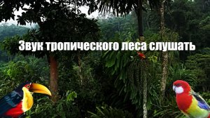 Звуки тропического леса l Пение птиц и шум реки для отдыха