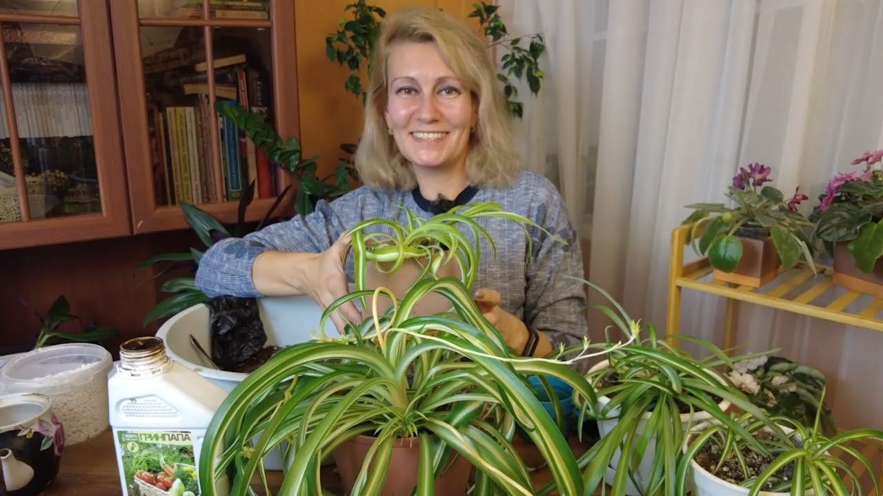 Забытый Хлорофитум: огромная польза и простой уход. Почему сохнут кончики у цветка Хлорофитум смотреть онлайн