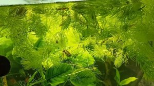 Фебтал против планарий